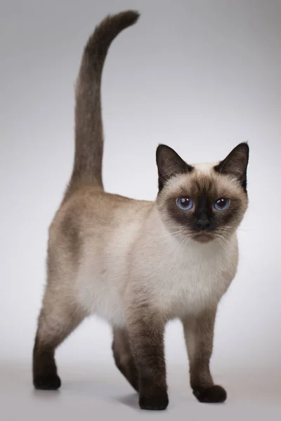 Nice Female Kitten Thai Cat Posing Background Studio — Stock Photo, Image