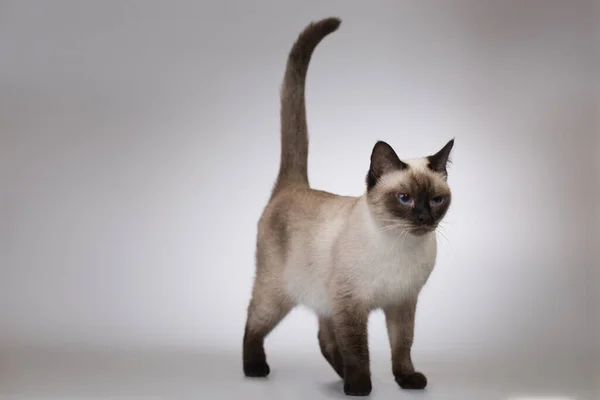 Nettes Weibliches Kätzchen Der Thailändischen Katze Posiert Auf Hintergrund Studio — Stockfoto