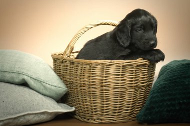 İç mekânda portre için poz veren siyah köpek yavrusu.