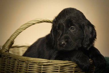 İç mekânda portre için poz veren siyah köpek yavrusu.