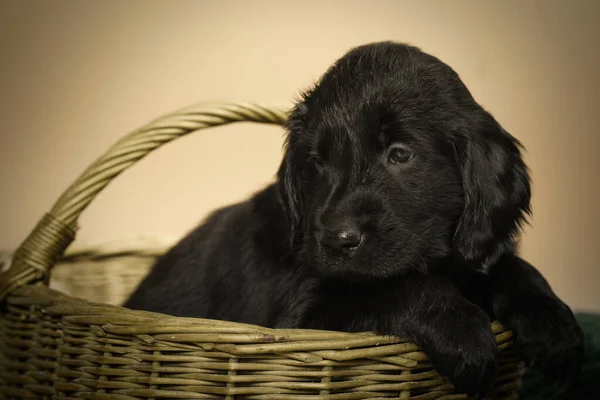 Puppy Black Flat Retriever Posing Portrait Interior Location — Stock Photo, Image