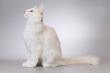 Stüdyodaki Norveç orman kedisinin güzel genç erkeği.