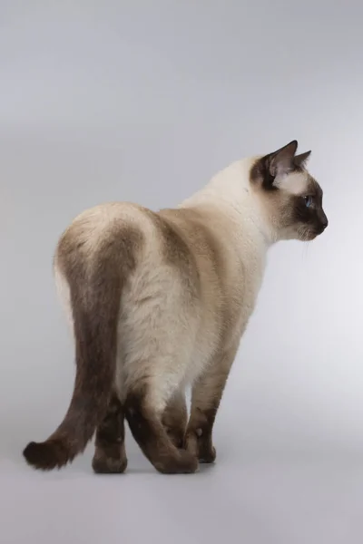 Nice Adult Male Thai Cat Posing Background Studio — Stock Photo, Image