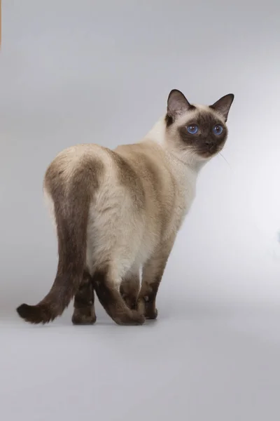 Trevlig Vuxen Man Thailändsk Katt Poserar Bakgrund Studio — Stockfoto