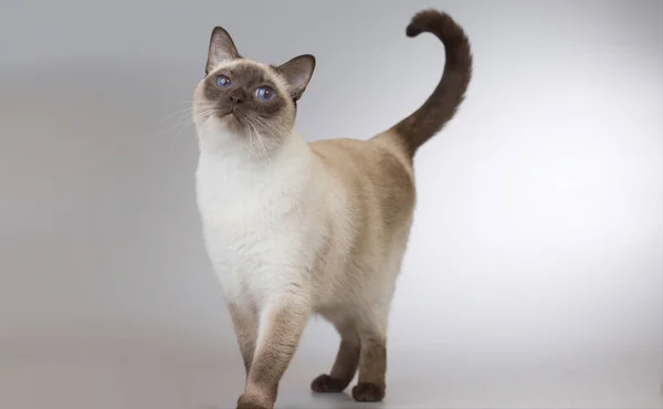 Trevlig Vuxen Man Thailändsk Katt Poserar Bakgrund Studio — Stockfoto