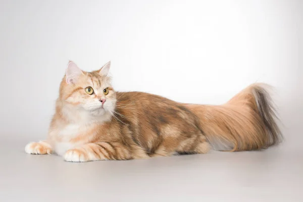 Pretty Colored Young Female Siberian Forest Cat — Stock Photo, Image