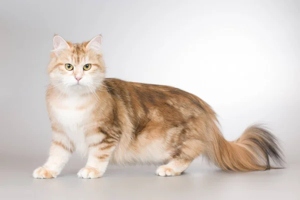 Ładny Kolorowy Młody Kobieta Syberyjski Leśny Kot — Zdjęcie stockowe