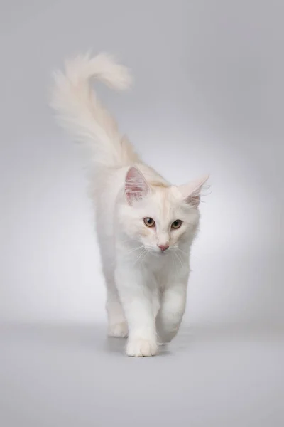 Pretty Young Male Norwegian Forest Cat Studio — Stock Photo, Image