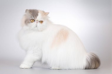 İran uzun saçı, çift renkli erkek kedi. Stüdyoda portre için poz veriyor.