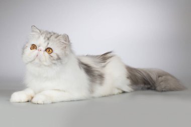 İranlı uzun saçlı, çift renkli dişi kedi yavrusu. Stüdyoda portre için poz veriyor.