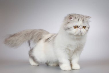 İranlı uzun saçlı, çift renkli dişi kedi yavrusu. Stüdyoda portre için poz veriyor.