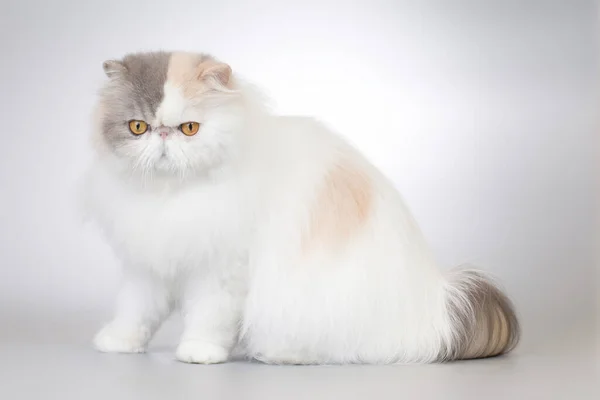 Persiska Långt Hår Färg Ras Hane Katt Poserar För Porträtt — Stockfoto