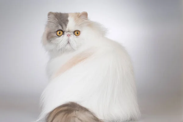 Persian Long Hair Color Breed Male Cat Posing Portrait Studio — Stock Photo, Image