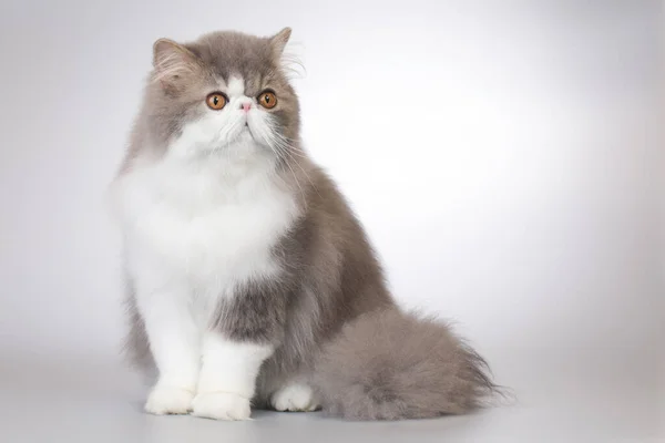 ペルシア語長い髪双方向色品種男性猫ポーズのために肖像画でスタジオ — ストック写真