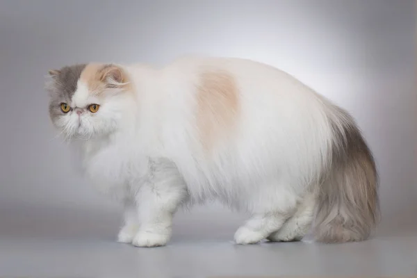 Perski Długie Włosy Kolor Rasa Mężczyzna Kot Pozowanie Dla Portret — Zdjęcie stockowe