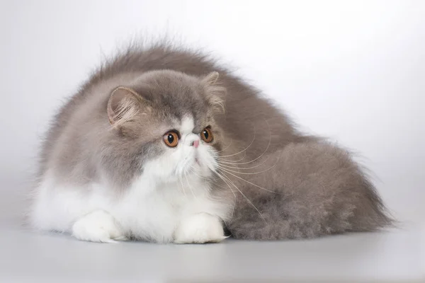 Perski Długie Włosy Kolor Rasa Mężczyzna Kot Pozowanie Dla Portret — Zdjęcie stockowe