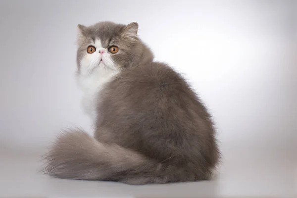 Persiska Långt Hår Färg Ras Hane Katt Poserar För Porträtt — Stockfoto