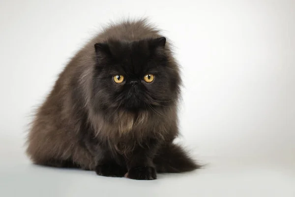 Persian Long Hair Dark Color Breed Male Cat Posing Portrait — Stock Photo, Image