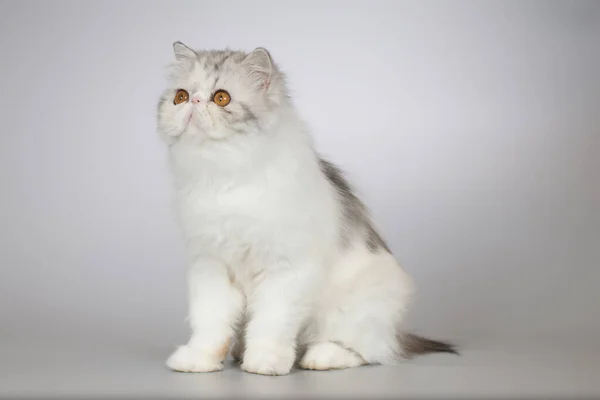 Perzisch Lang Haar Kleur Ras Vrouwelijke Kitten Poseren Voor Portret — Stockfoto