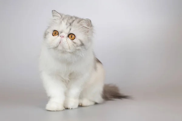 Ranlı Uzun Saçlı Çift Renkli Dişi Kedi Yavrusu Stüdyoda Portre — Stok fotoğraf