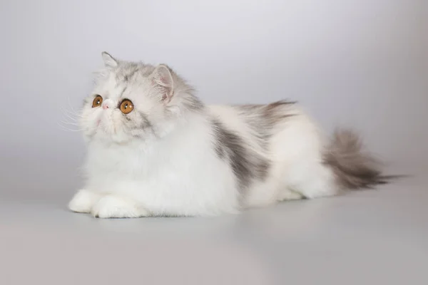 ペルシア語長い髪二色品種女性子猫ポーズのためにポートレートでスタジオ — ストック写真
