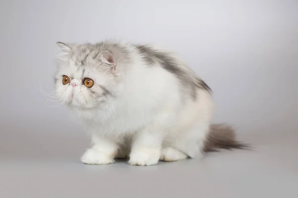 Perzisch Lang Haar Kleur Ras Vrouwelijke Kitten Poseren Voor Portret — Stockfoto