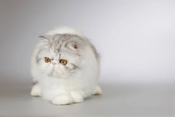 Ranlı Uzun Saçlı Çift Renkli Dişi Kedi Yavrusu Stüdyoda Portre — Stok fotoğraf