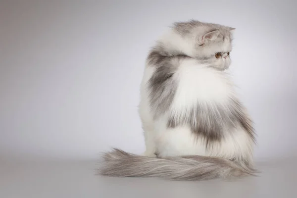 페르시아긴 머리를 컬러는 스튜디오에서 초상화를 그리는 고양이를 낳는다 — 스톡 사진