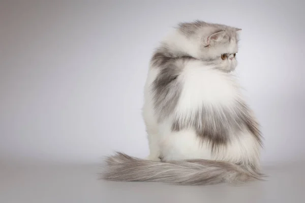 Cabelo Longo Persa Cor Raça Fêmea Gatinho Posando Para Retrato — Fotografia de Stock