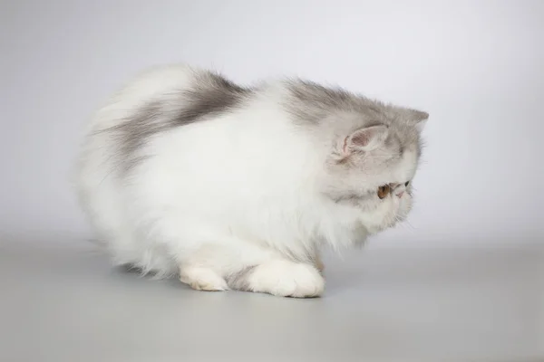 Persian Long Hair Color Breed Female Kitten Posing Portrait Studio — Stock Photo, Image