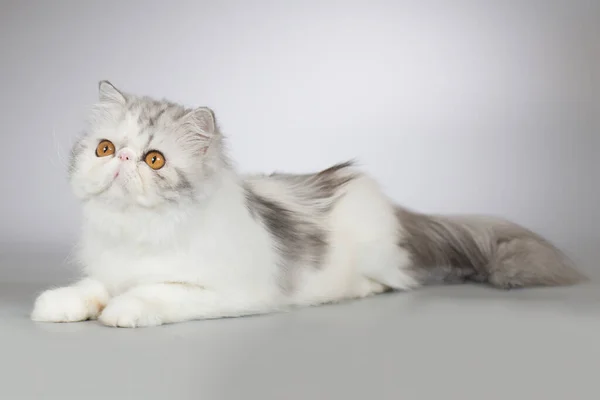 ペルシア語長い髪二色品種女性子猫ポーズのためにポートレートでスタジオ — ストック写真