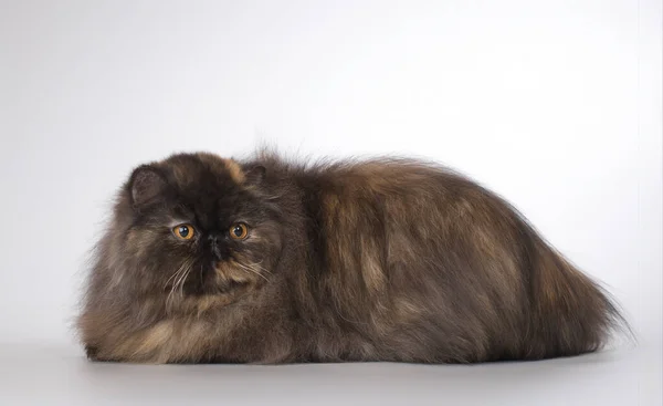 Perski Długie Włosy Ciemny Kolor Rasa Mężczyzna Kot Pozowanie Dla — Zdjęcie stockowe