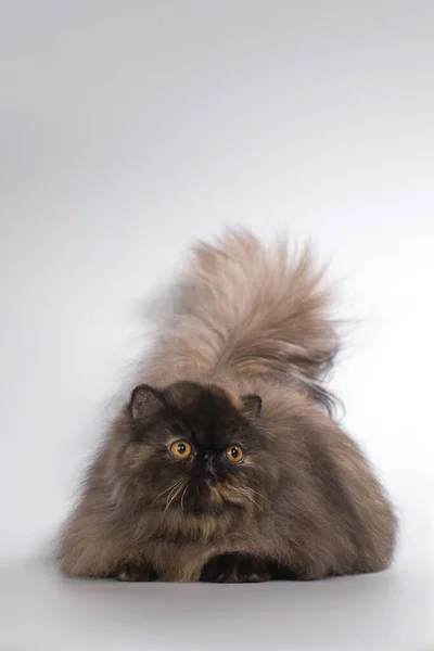 Ranlı Uzun Saçlı Koyu Renk Erkek Kedi Stüdyoda Resim Için — Stok fotoğraf