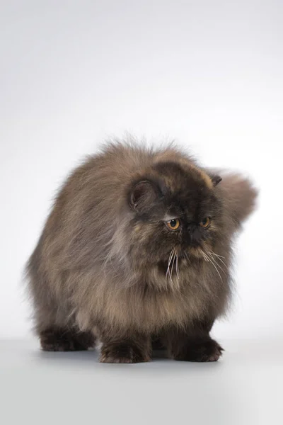 Persian Long Hair Dark Color Breed Male Cat Posing Portrait — Stock Photo, Image