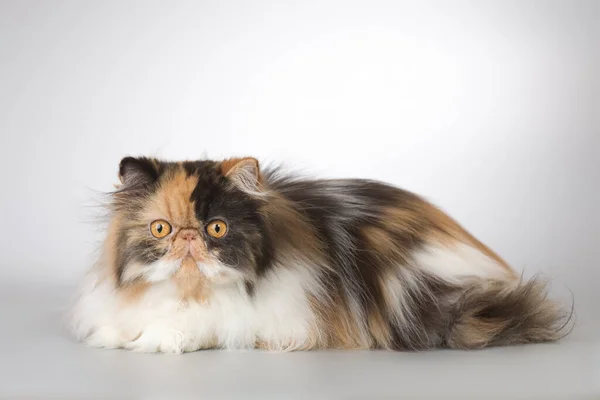 Persische Langhaar Mehrfarbige Rasse Männliche Katze Posiert Für Porträt Studio — Stockfoto