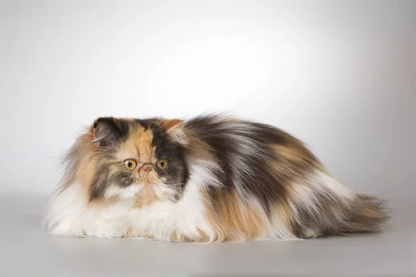 Persiska Långa Hår Multi Färg Ras Hane Katt Poserar För — Stockfoto