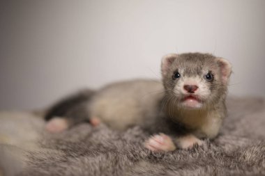 Gelincik, beş haftalık bebek tavşan kürkünde resim için poz veriyor.