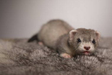 Gelincik, beş haftalık bebek tavşan kürkünde resim için poz veriyor.