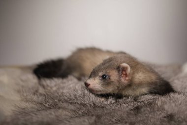 Gelincik, beş haftalık bebek tavşan kürkünde resim için poz veriyor.