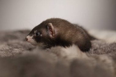 Gelincik, beş haftalık bebek tavşan kürkünde resim için poz veriyor.