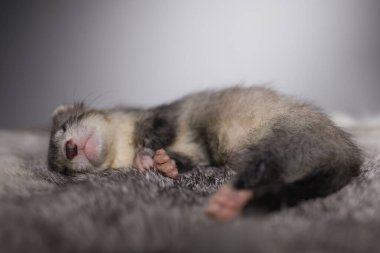 Gelincik, beş haftalık bebek tavşan kürkünde resim için poz veriyor.