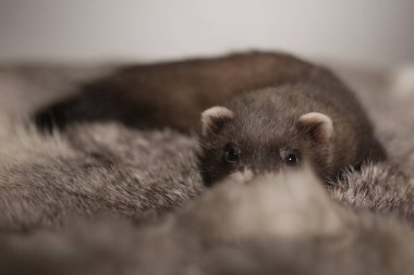 Gelincik, beş haftalık bebek tavşan kürkünde resim için poz veriyor.
