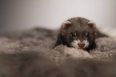 Gelincik, beş haftalık bebek tavşan kürkünde resim için poz veriyor.