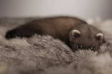 Gelincik, beş haftalık bebek tavşan kürkünde resim için poz veriyor.