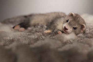 Gelincik, beş haftalık bebek tavşan kürkünde resim için poz veriyor.