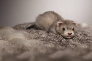 Gelincik, beş haftalık bebek tavşan kürkünde resim için poz veriyor.