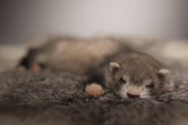 Gelincik, beş haftalık bebek tavşan kürkünde resim için poz veriyor.