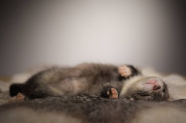 Gelincik, beş haftalık bebek tavşan kürkünde resim için poz veriyor.