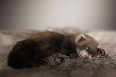Gelincik, beş haftalık bebek tavşan kürkünde resim için poz veriyor.