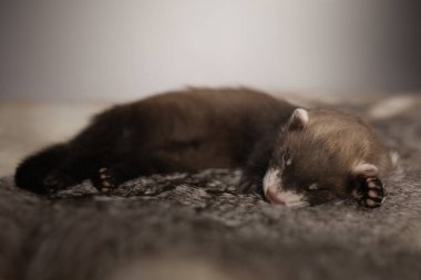 Gelincik, beş haftalık bebek tavşan kürkünde resim için poz veriyor.